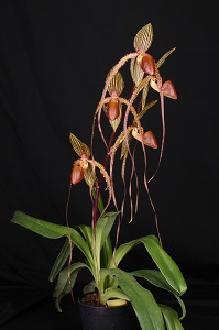 Paph. Prince Edward of York Huntington's Mustache AM 87 pts. all flowers